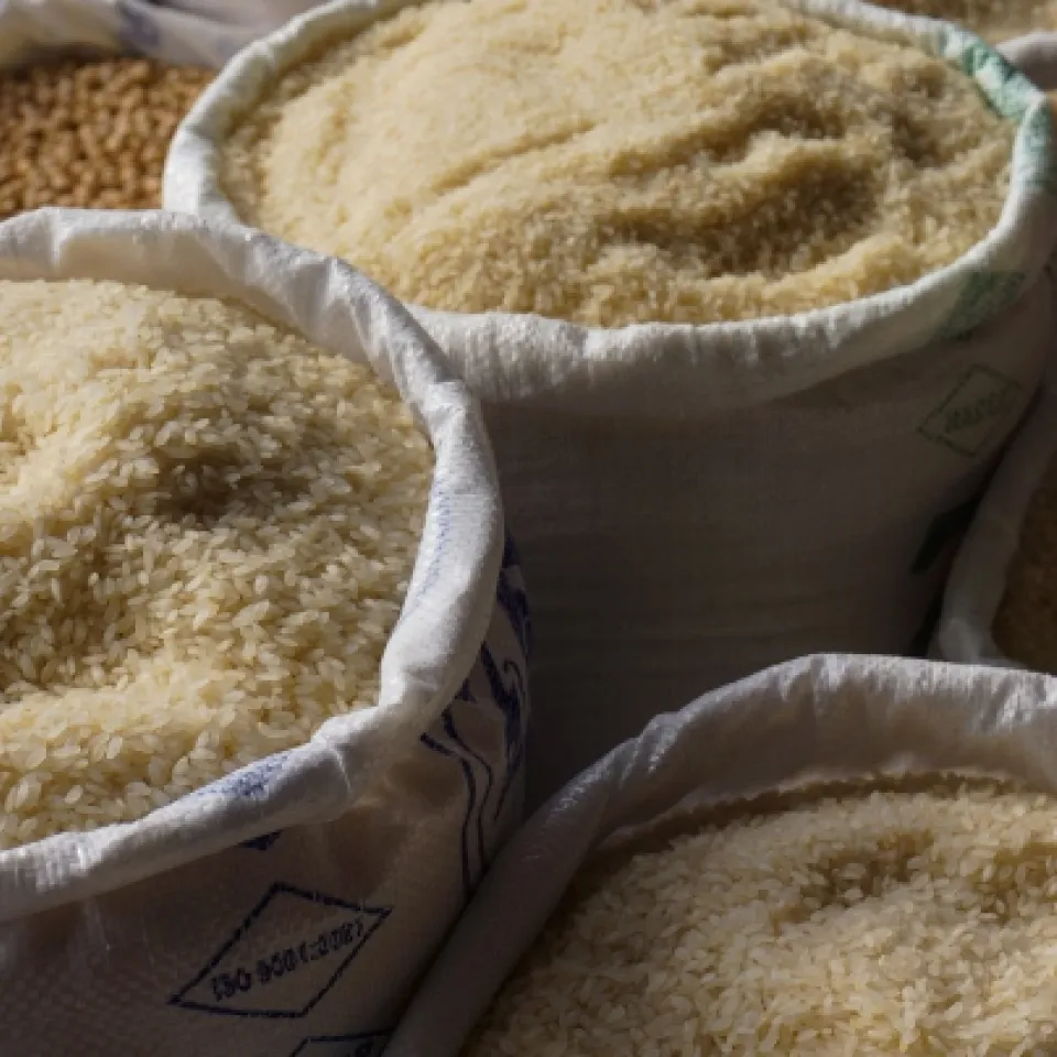 Kultivierungsgeschichte von Reis weiter strittig