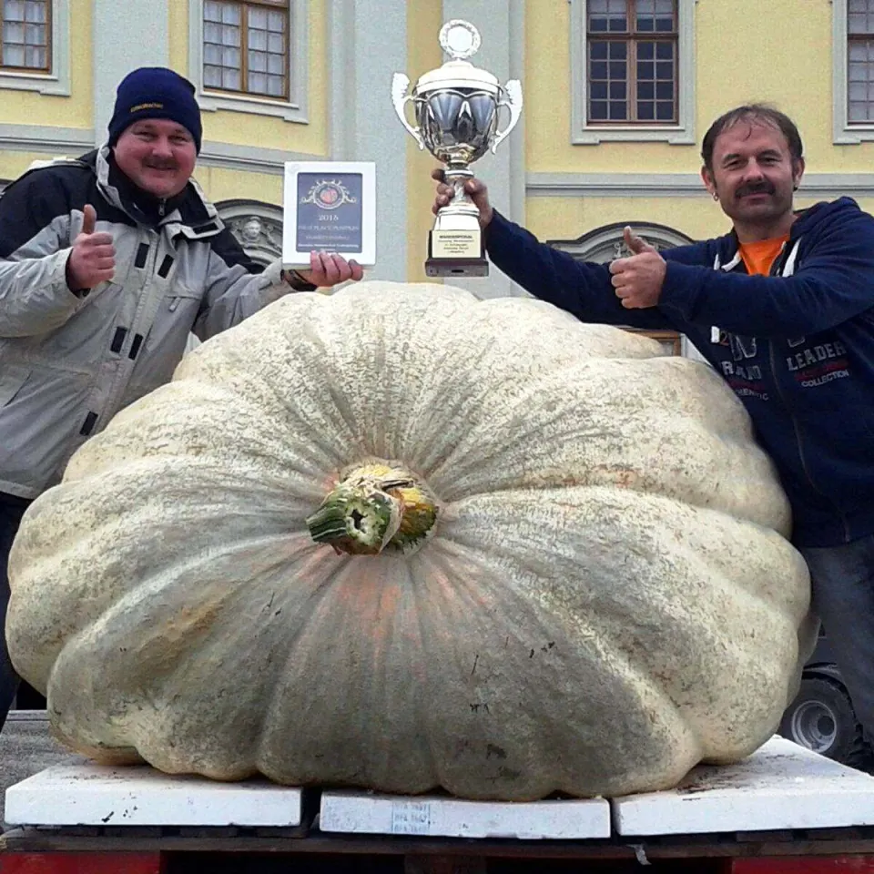 Rekord-Kürbis brachte 812,5 Kilogramm auf die Waage