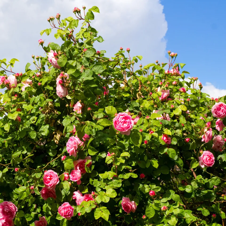 Ohne Knospen keine Blütenfreude