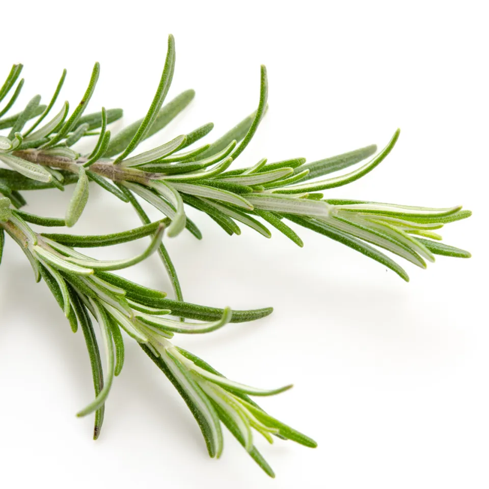 Rosmarin – ein vielseitiges Heil- und Gewürzkraut