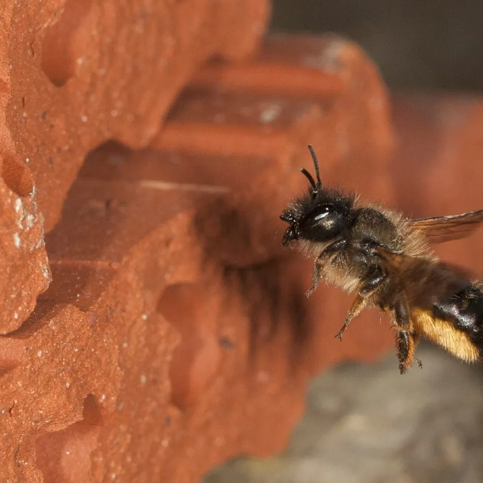 Rostrote Mauerbiene ist Insekt des Jahres 2019