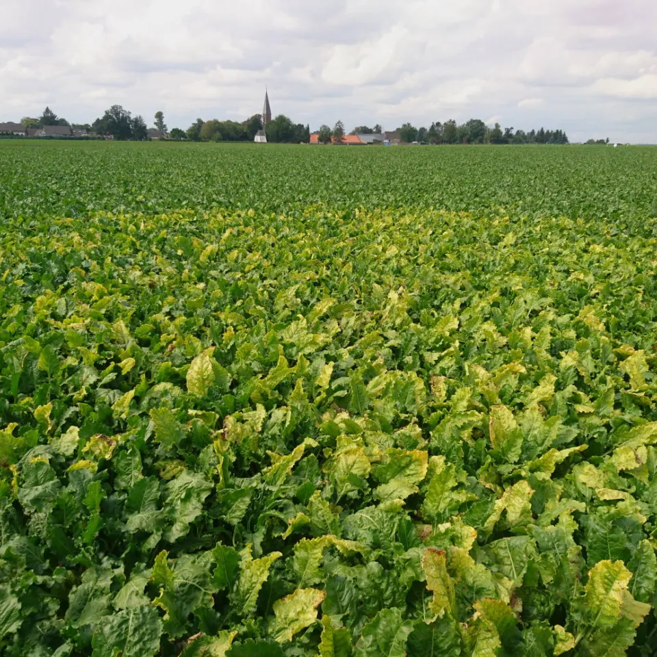 Viröse Rübenvergilbung: Gelbe Befallsnester werden über den Sommer größer
