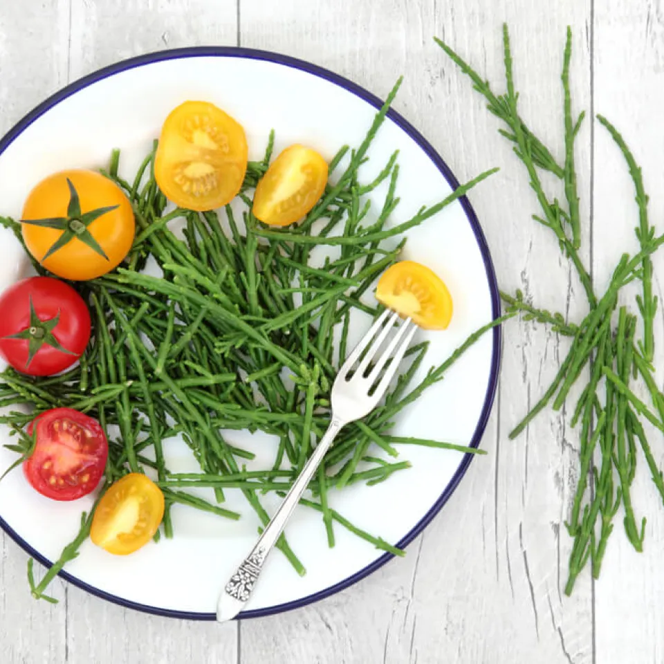 Queller – salziges Küstenkraut