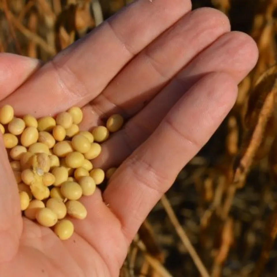 Sojabohnen zuerst in den Betonmischer, dann säen