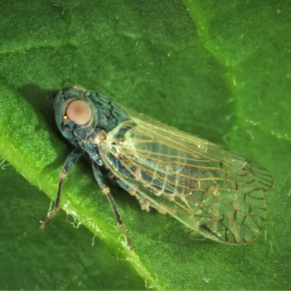 Mit Pflanzenduftstoffen Vektorinsekten ausschalten