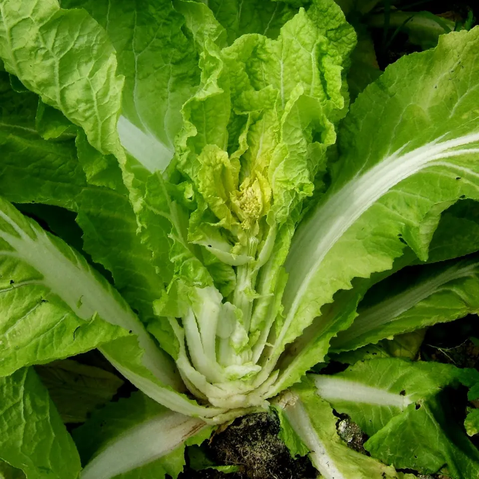 Chinakohl hat Saison von April bis März