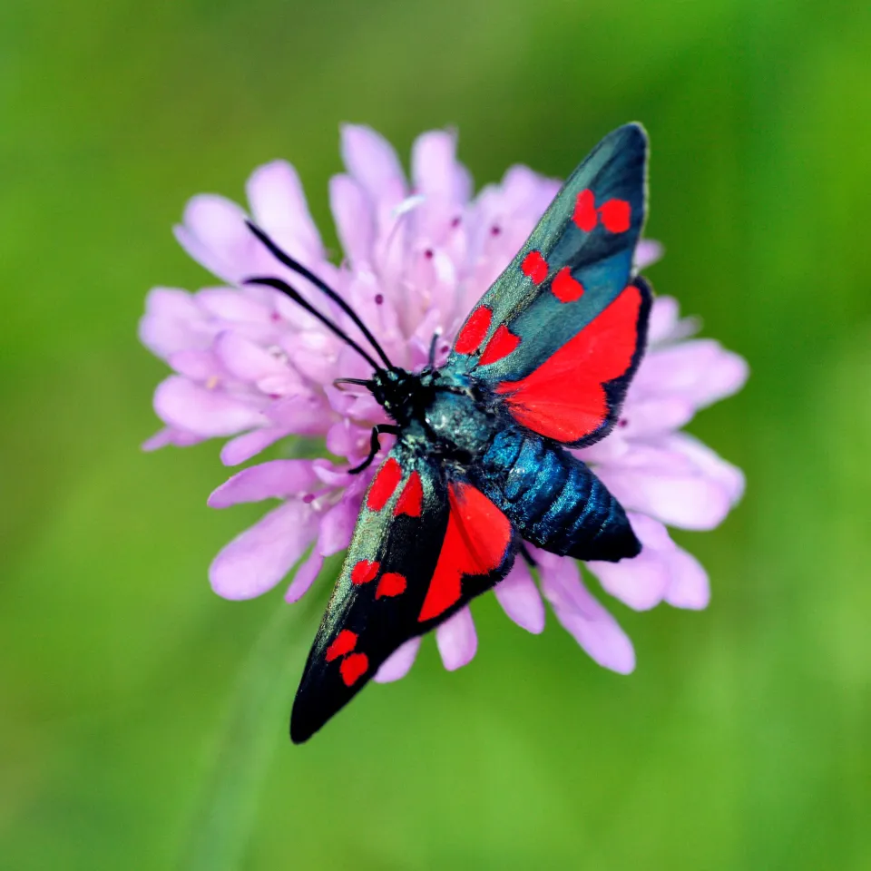 Buchtipp: Verbreitungsatlas der Tagfalter und Widderchen Deutschlands