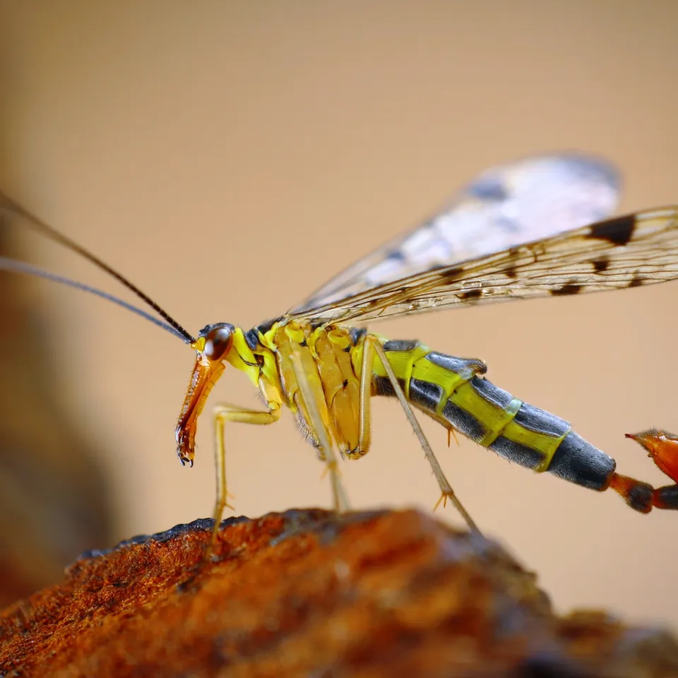 Insekt des Jahres 2018: Die Gemeine Skorpionsfliege