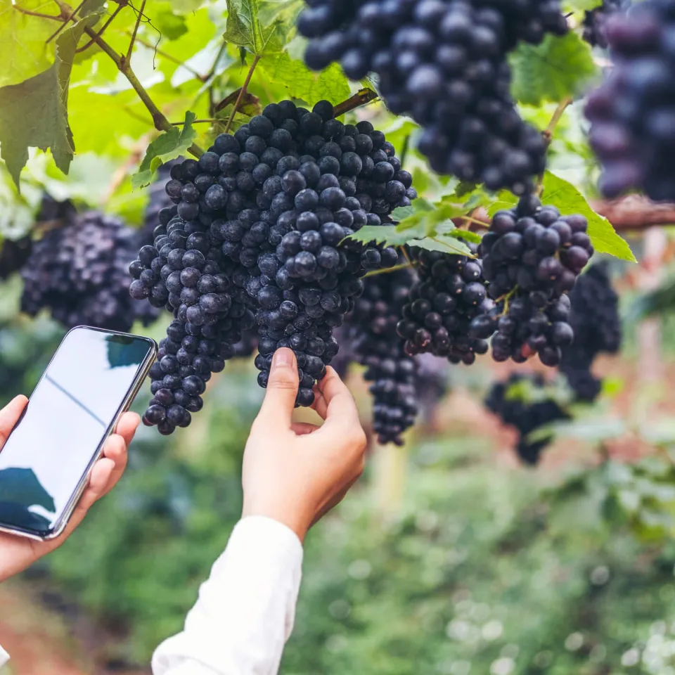 Traubenduft gegen den Traubenwickler 