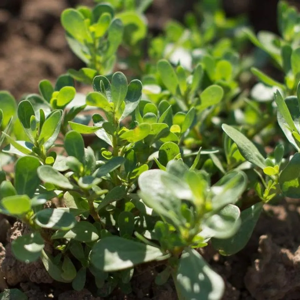 Portulak: seltenes Gemüse, aber häufiges Unkraut
