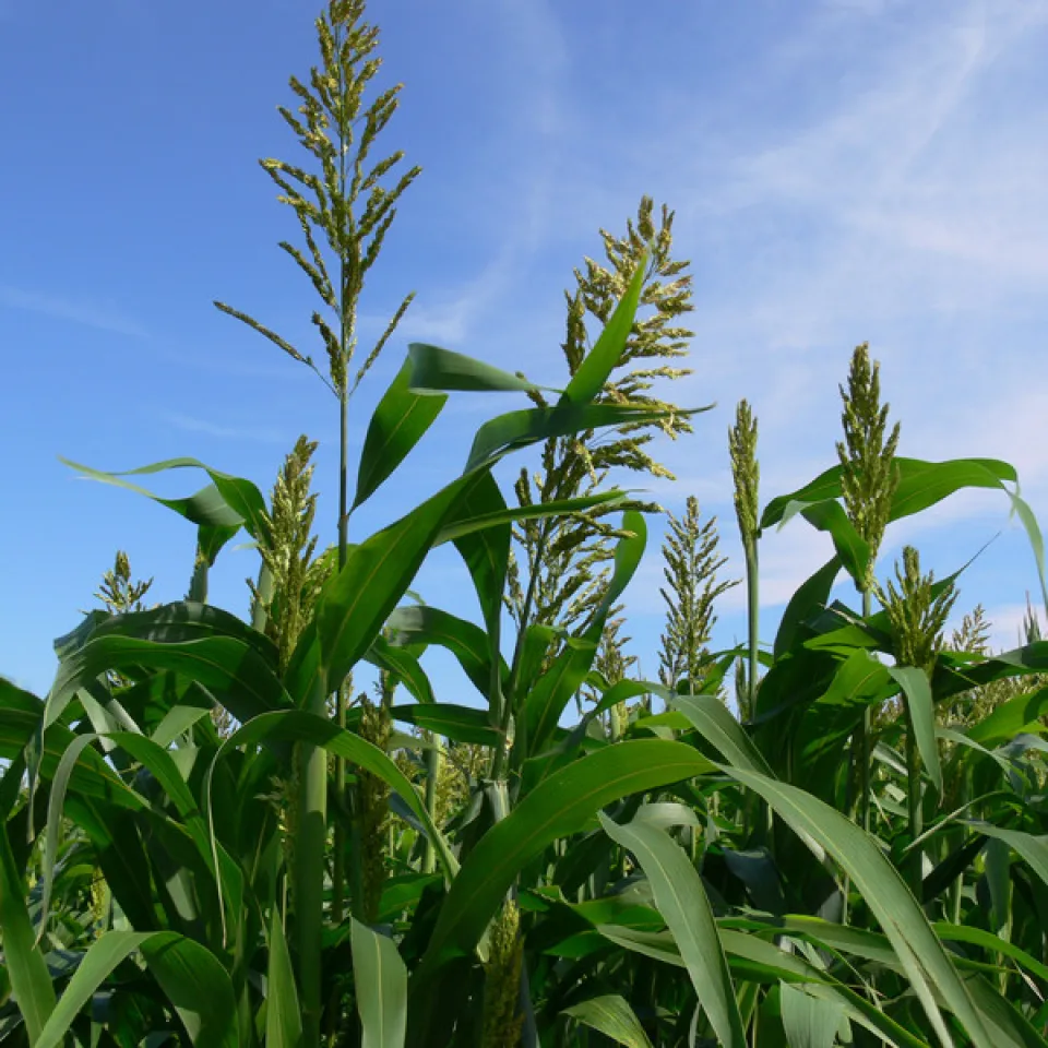 Sorghumhirse: Pflanze mit Potenzial