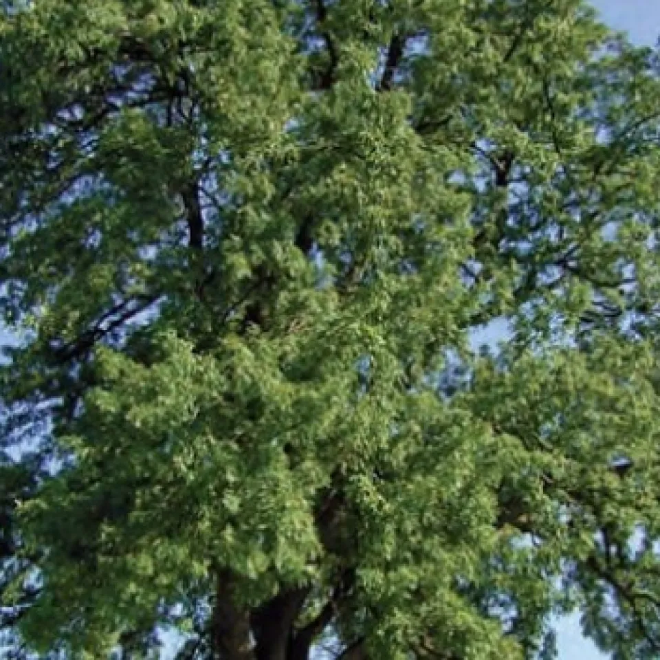 Der Speierling – ein Wildobst feiert Comeback