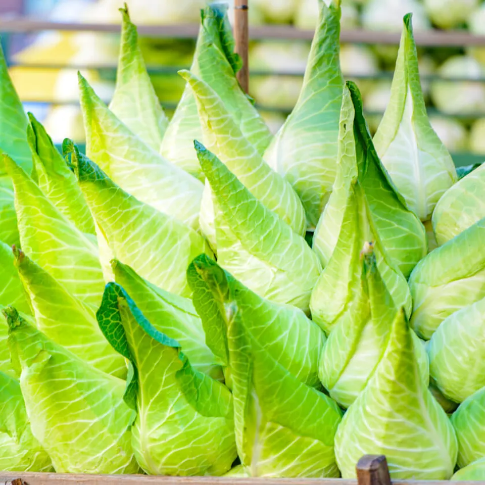 Spitzkohl: mild, zart und bekömmlich