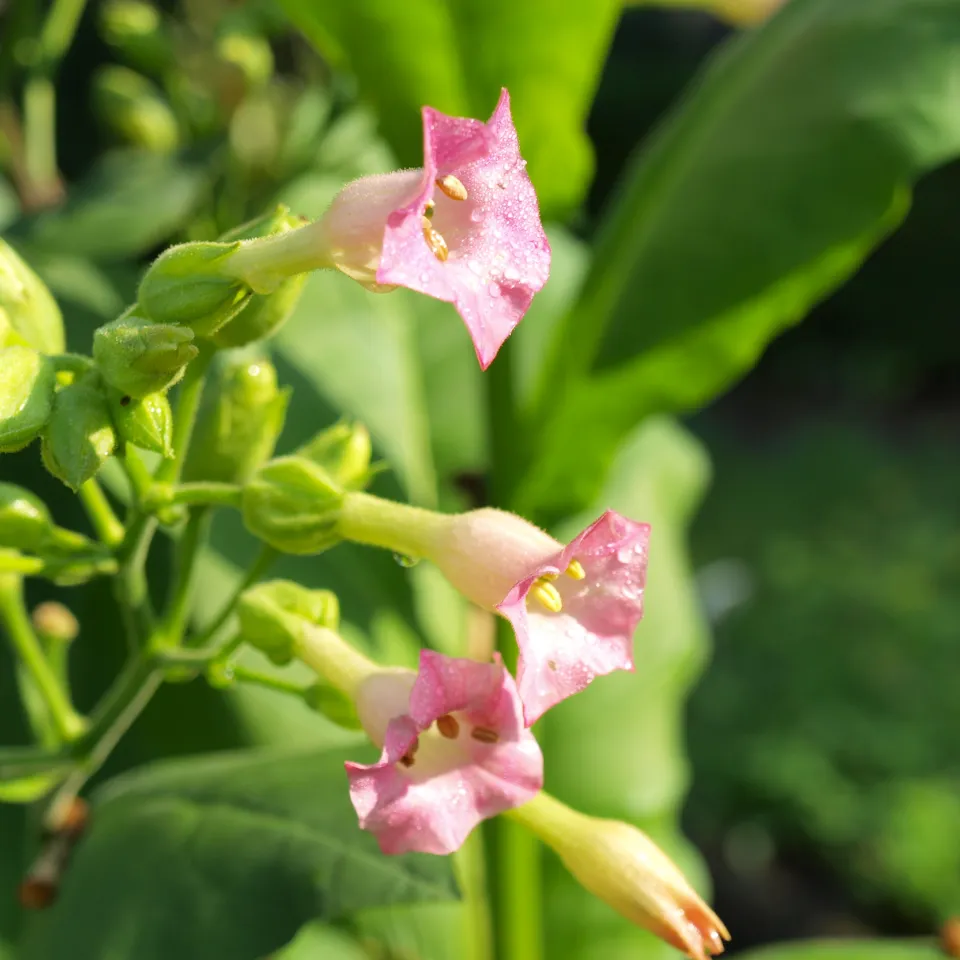 Nutzpflanzen universell resistent machen