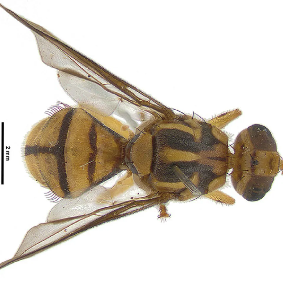 Große Fliegenjagd in Neuseeland