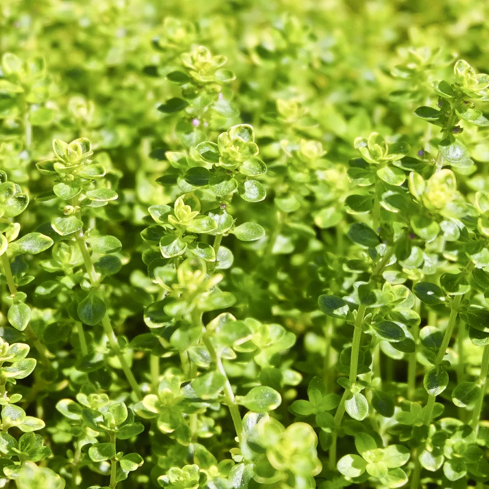 Heil- und Küchenkraut Thymian