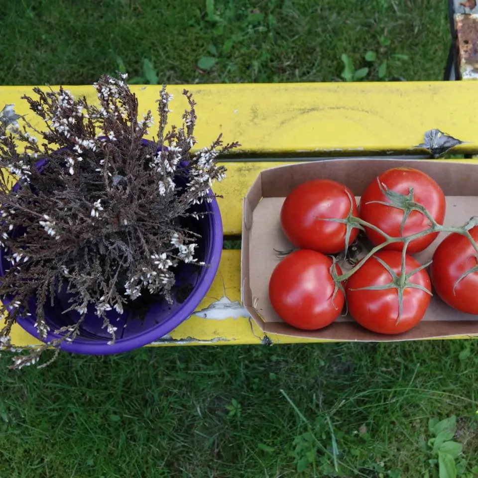 Was haben Tomate und Heidekraut gemeinsam?