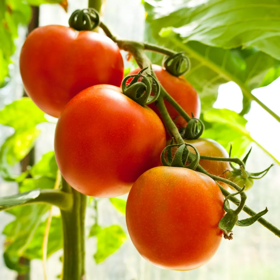 Sekundäre Pflanzenstoffe aus Tomaten