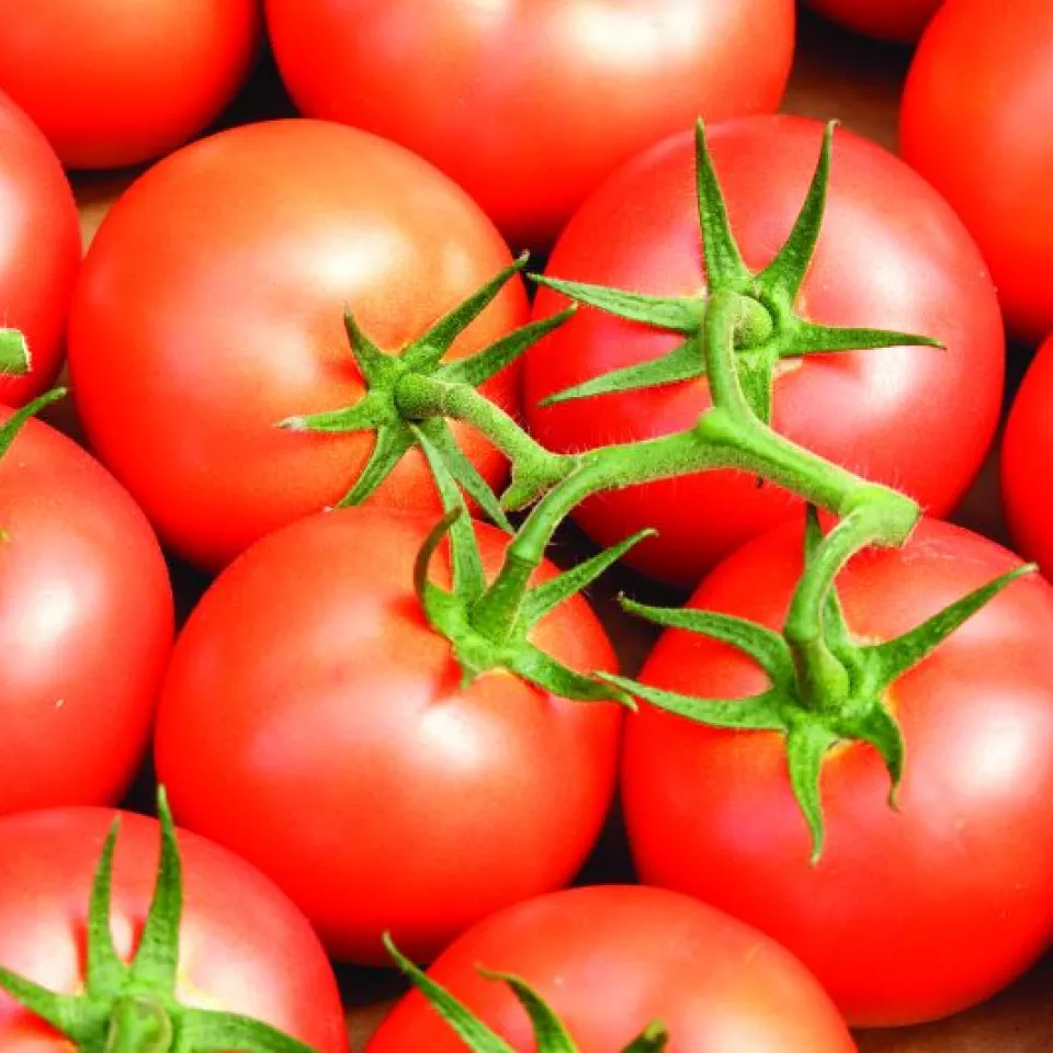Vier-Sterne-Pflege für Tomaten.....