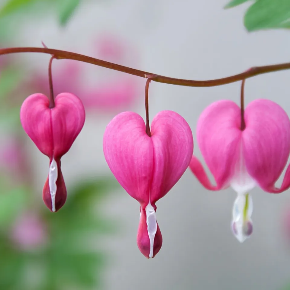 Giftpflanze des Jahres 2017 ist das Tränende Herz