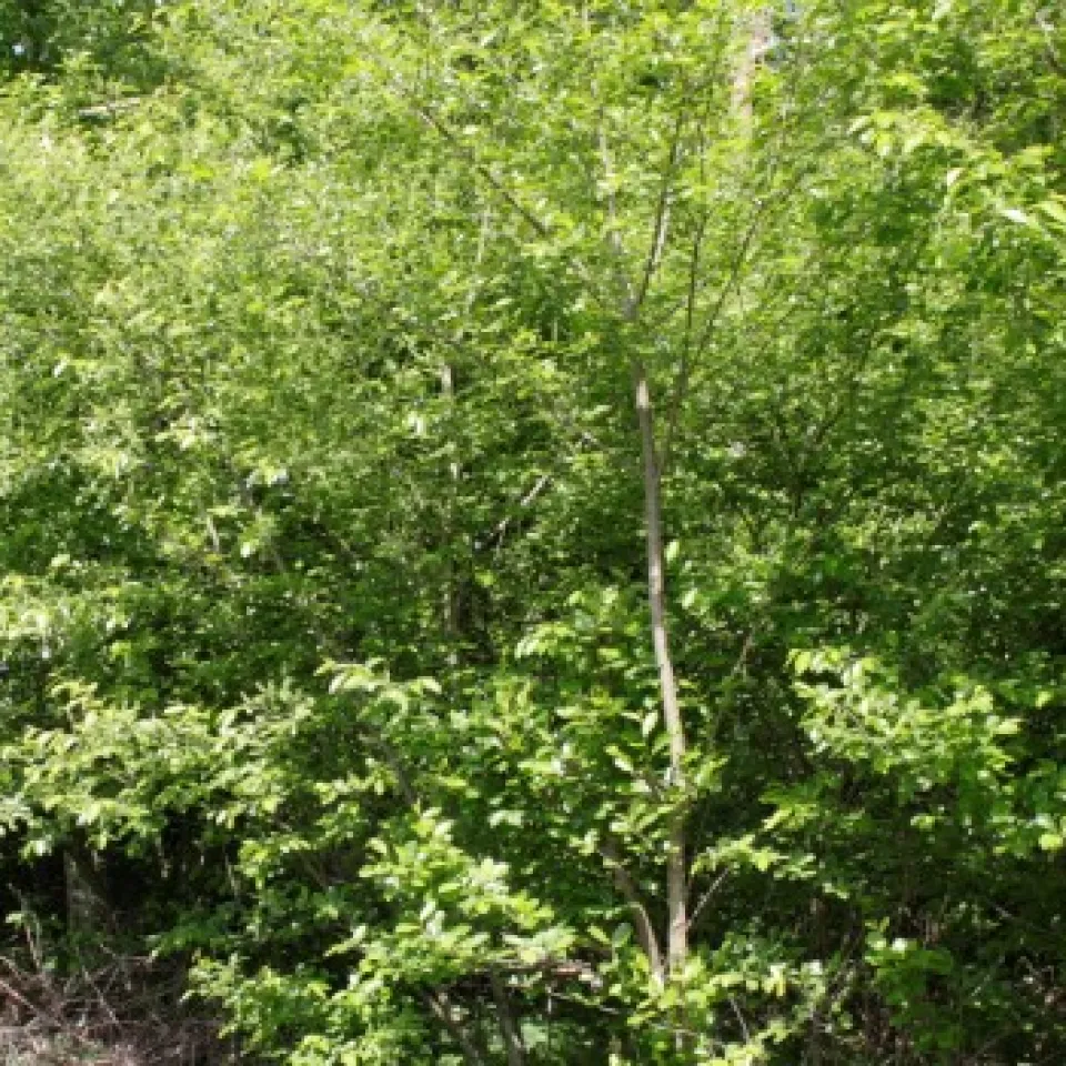 Die Späte Traubenkirsche als "Unkraut" in unseren Wäldern