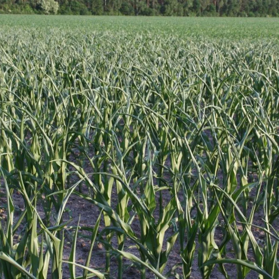 Proteinveränderung gegen Trockenstress
