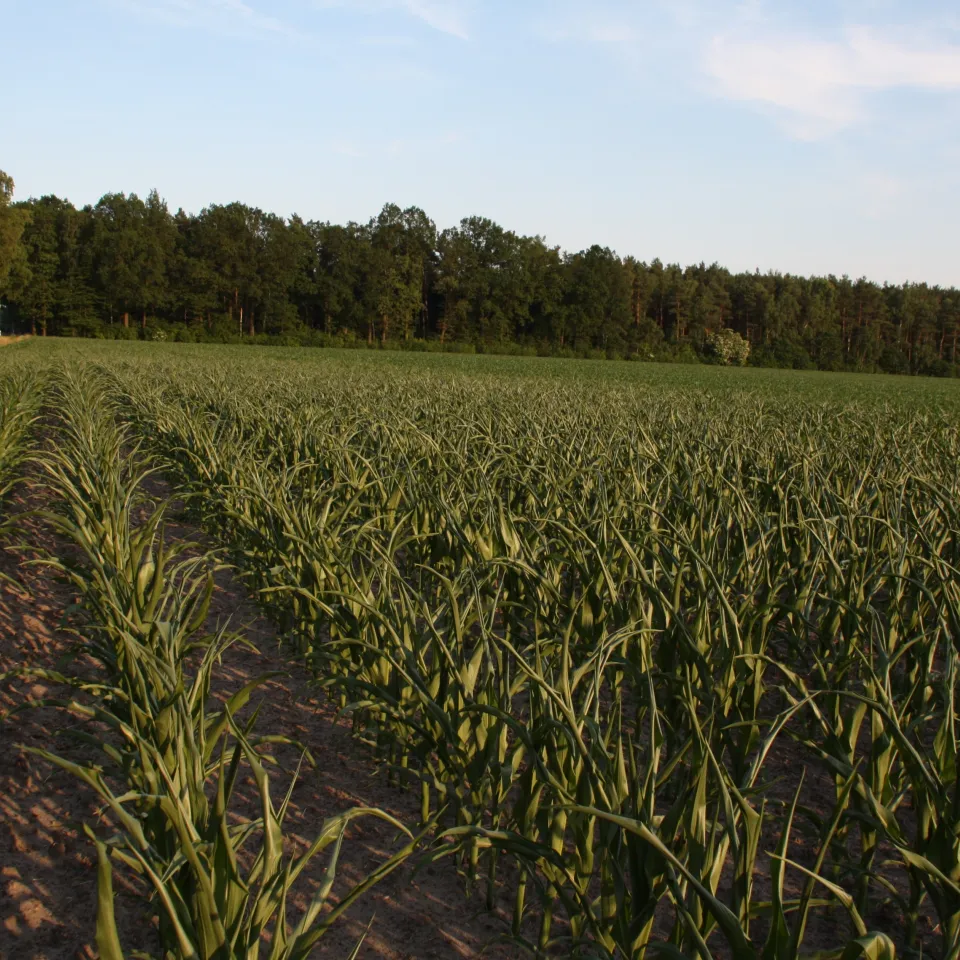 Forschungsziel Trockenstresstoleranz