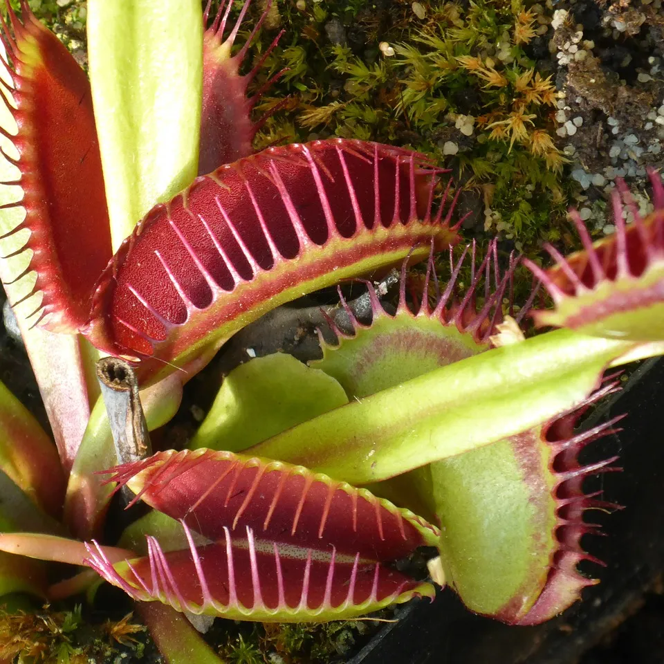 Die fleischfressende Venusfliegenfalle