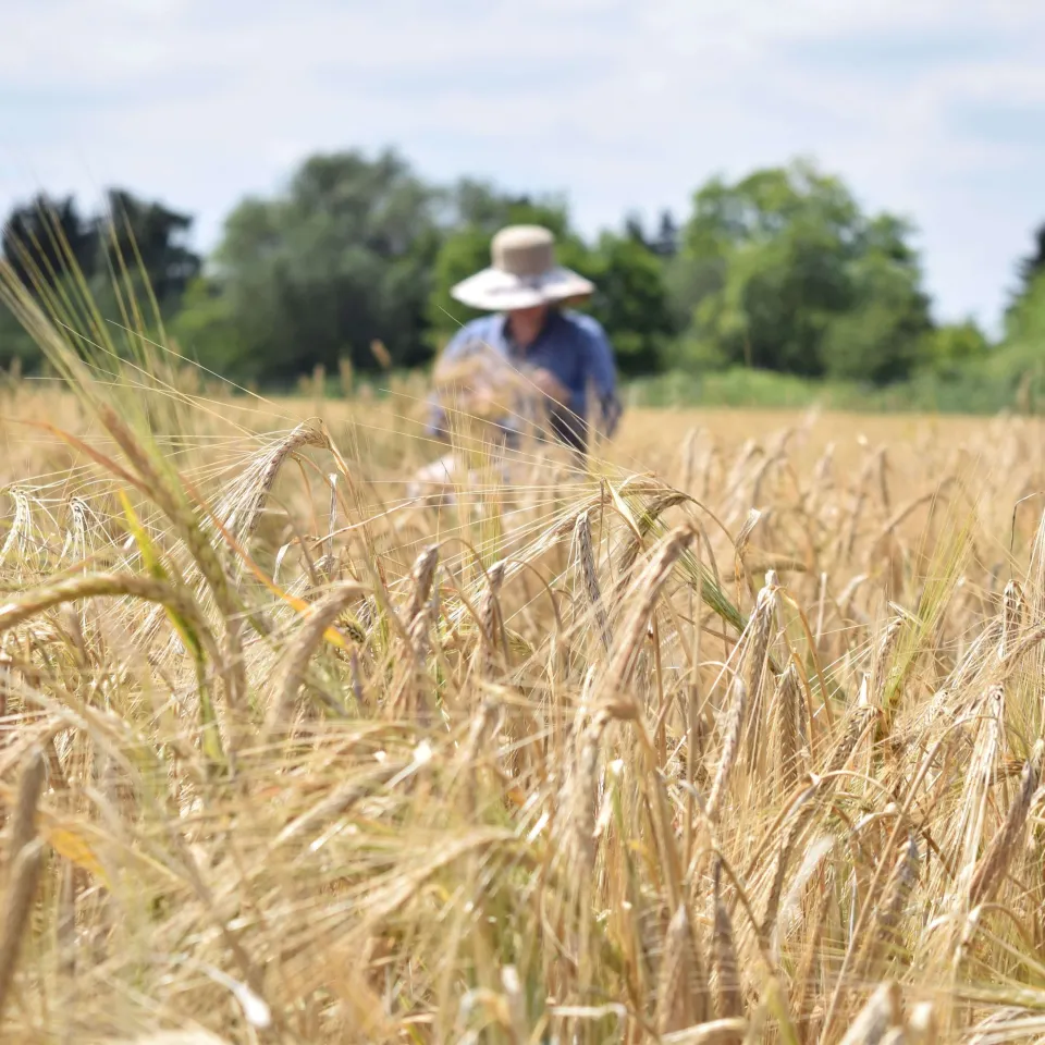 Diese Gerste trotzt dem Klimawandel