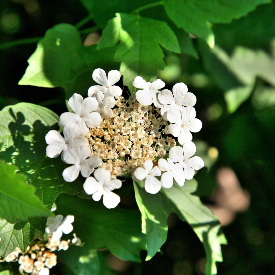 Der Gewöhnliche Schneeball
