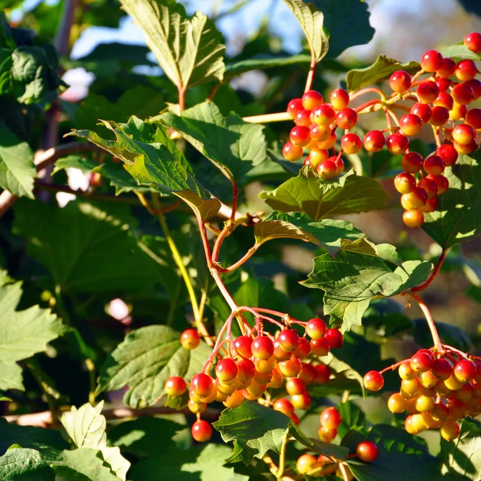 Heimische Gehölze im eigenen Garten