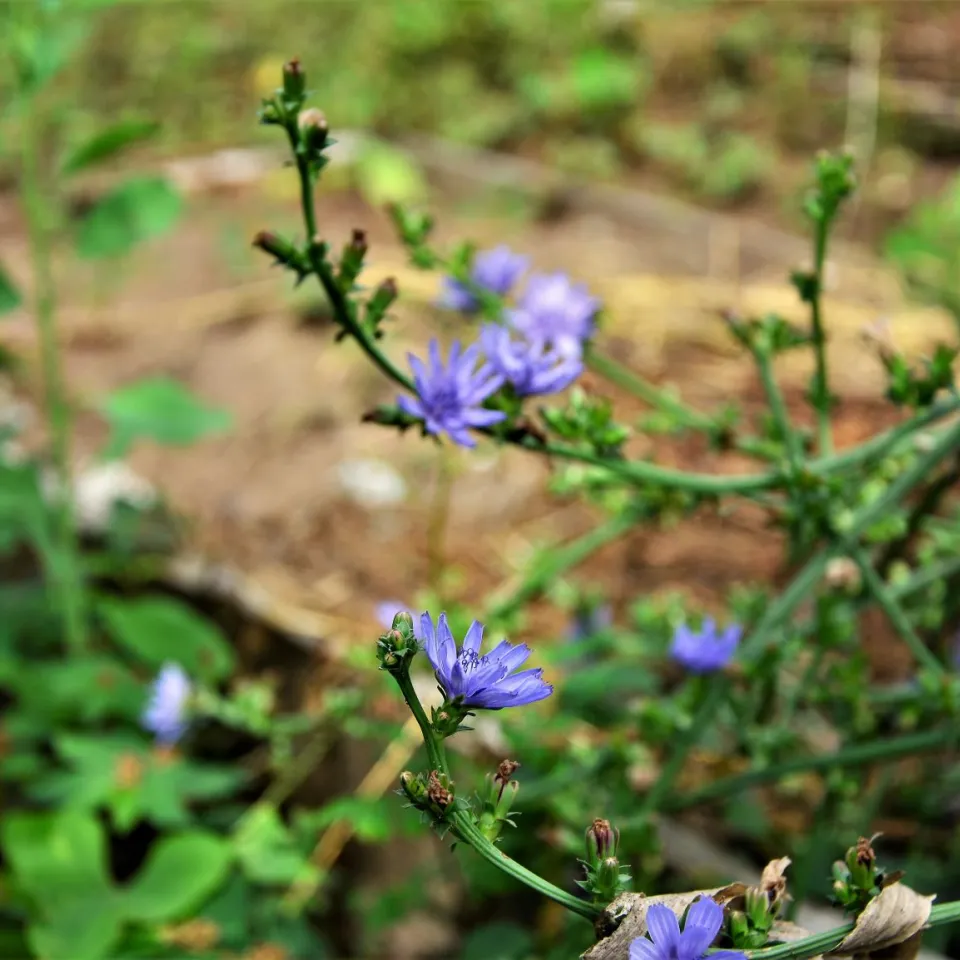 Wegwarte im Gartenbeet oder Kübel