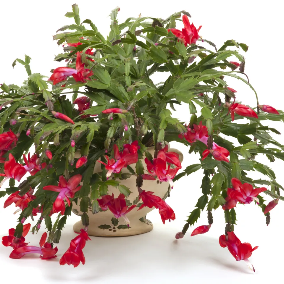 Weihnachtskakteen: Mit Blütenpracht zur Stillen Nacht