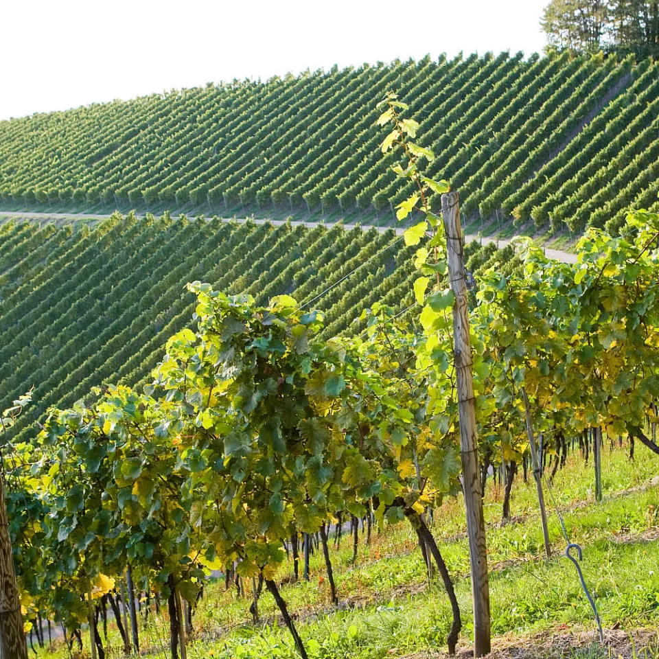 Sprühdrohnen im Weinbau