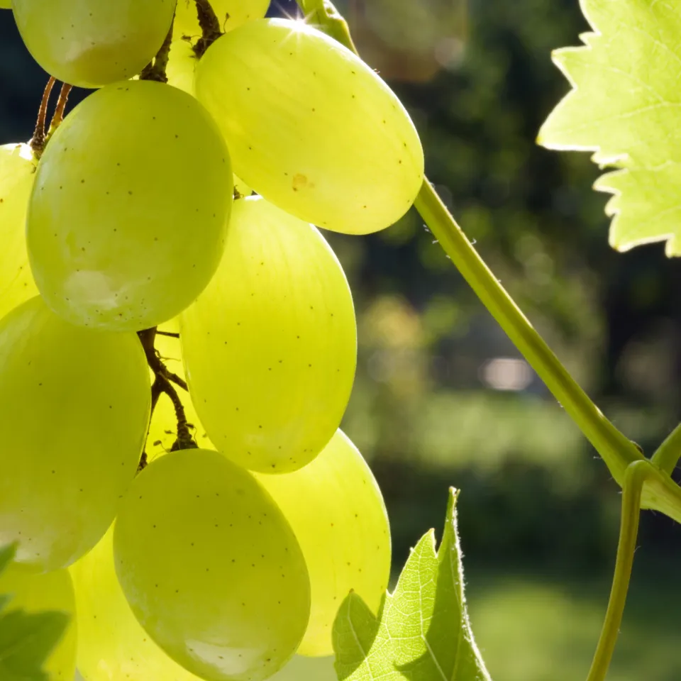 Trauben aus dem eigenen Garten
