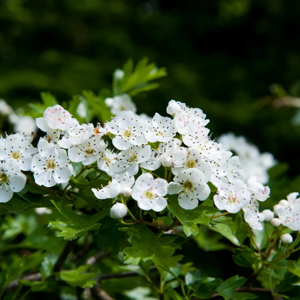 Weißdorn ist "Arzneipflanze des Jahres 2019"