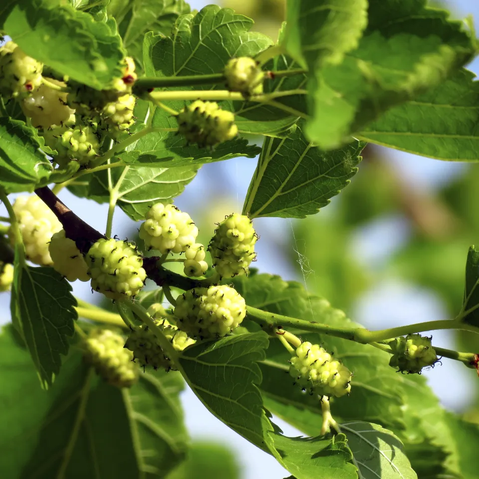Die Maulbeere – im weiß-schwarz-roten Dreierpack