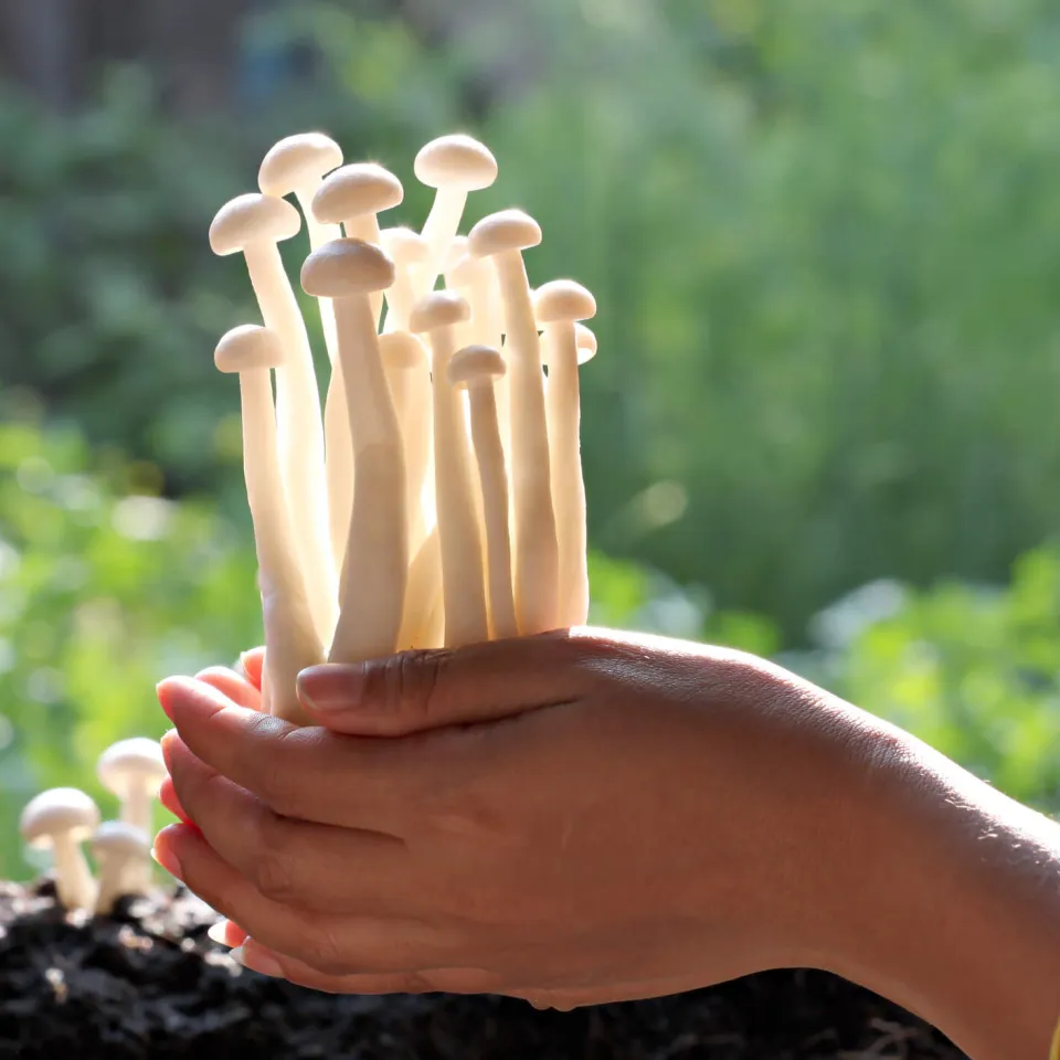 Pilze selber züchten