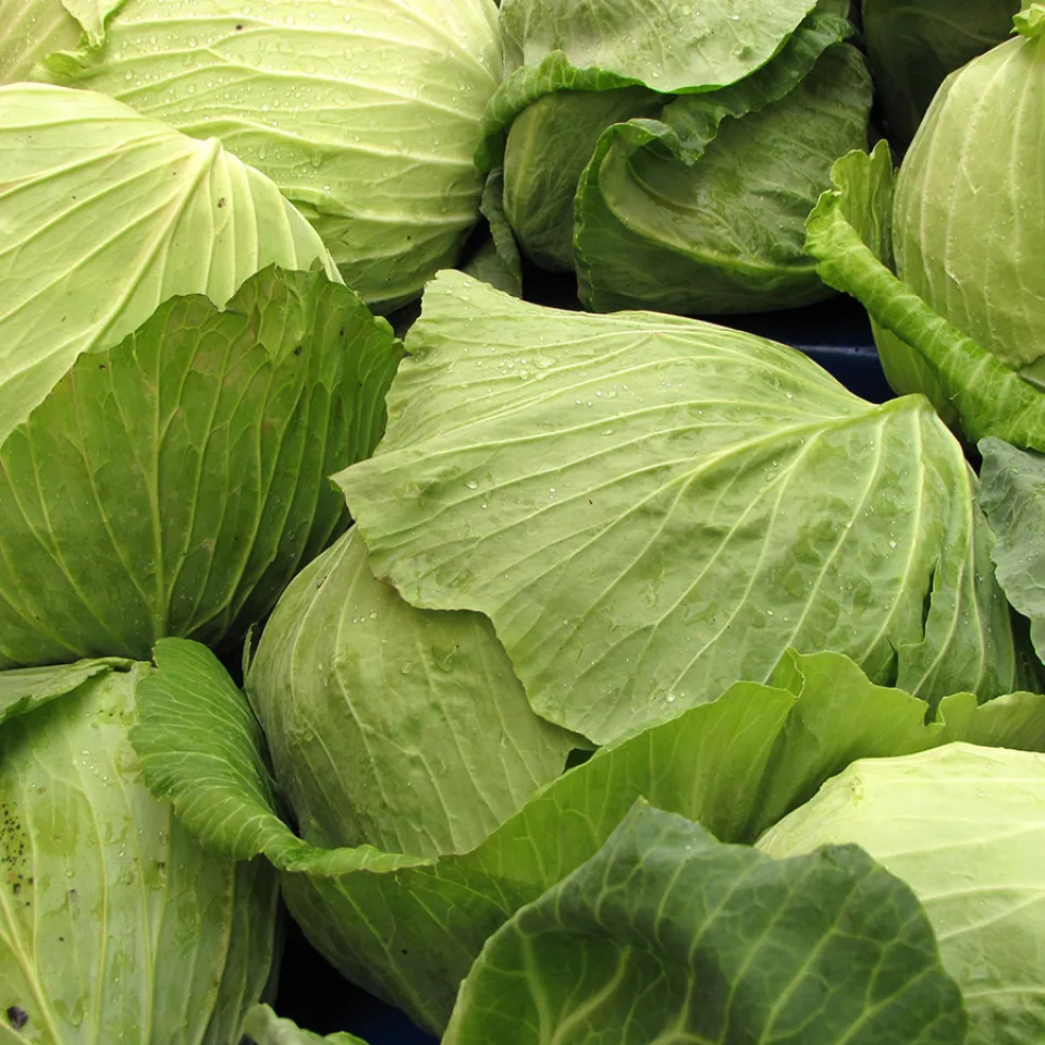 Weißkohl hat Pole-Position bei Kohlarten