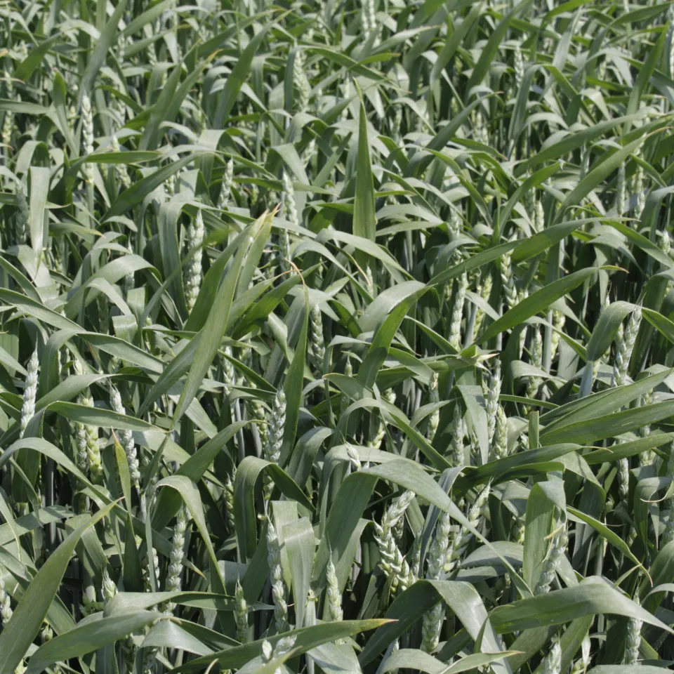 Mehr Körner pro Ähre, mehr Ertrag vom Feld