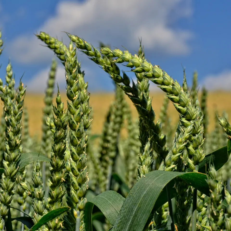 Weizengenom jetzt vollständig entschlüsselt