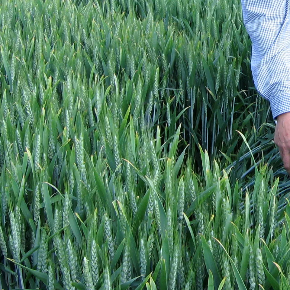 Kranke Pflanzen früher erkennen