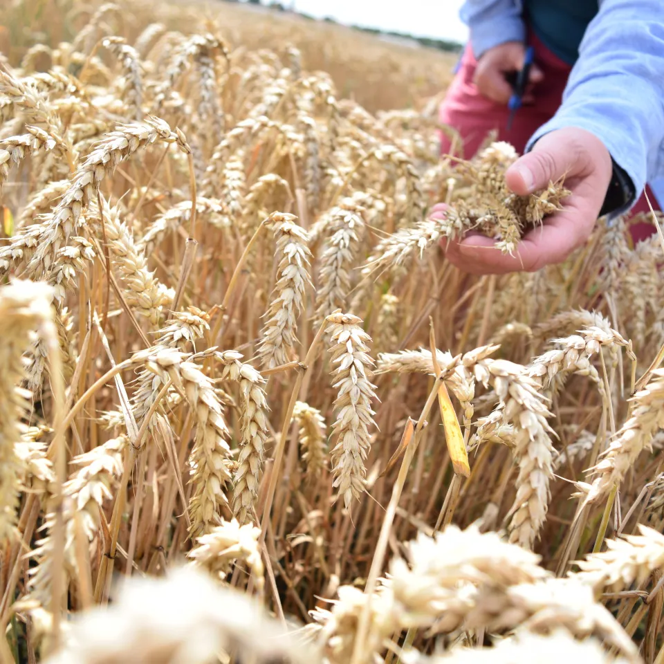 Mehr Protein in modernen Sorten durch Wildweizen