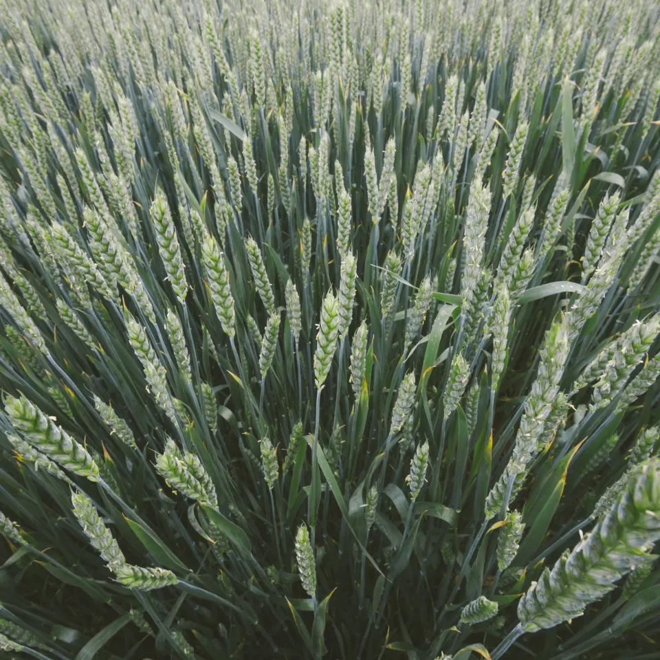 Hybridweizen im Kommen