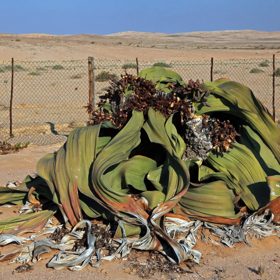 Wüstenpflanze Welwitschie