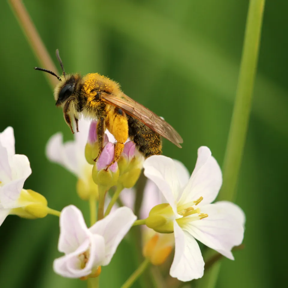Wilde Bienen im Unterricht und auf dem Feld