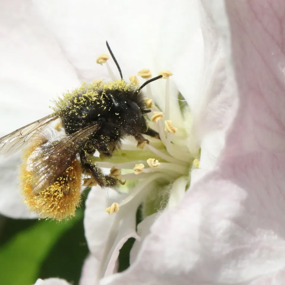 Imker und Bauern im Dialog