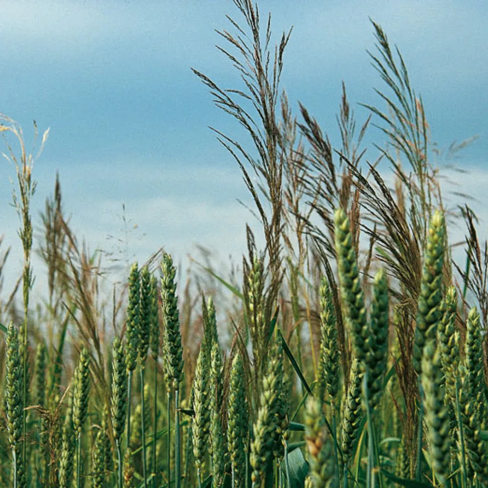 Resistenter Windhalm macht sich immer breiter