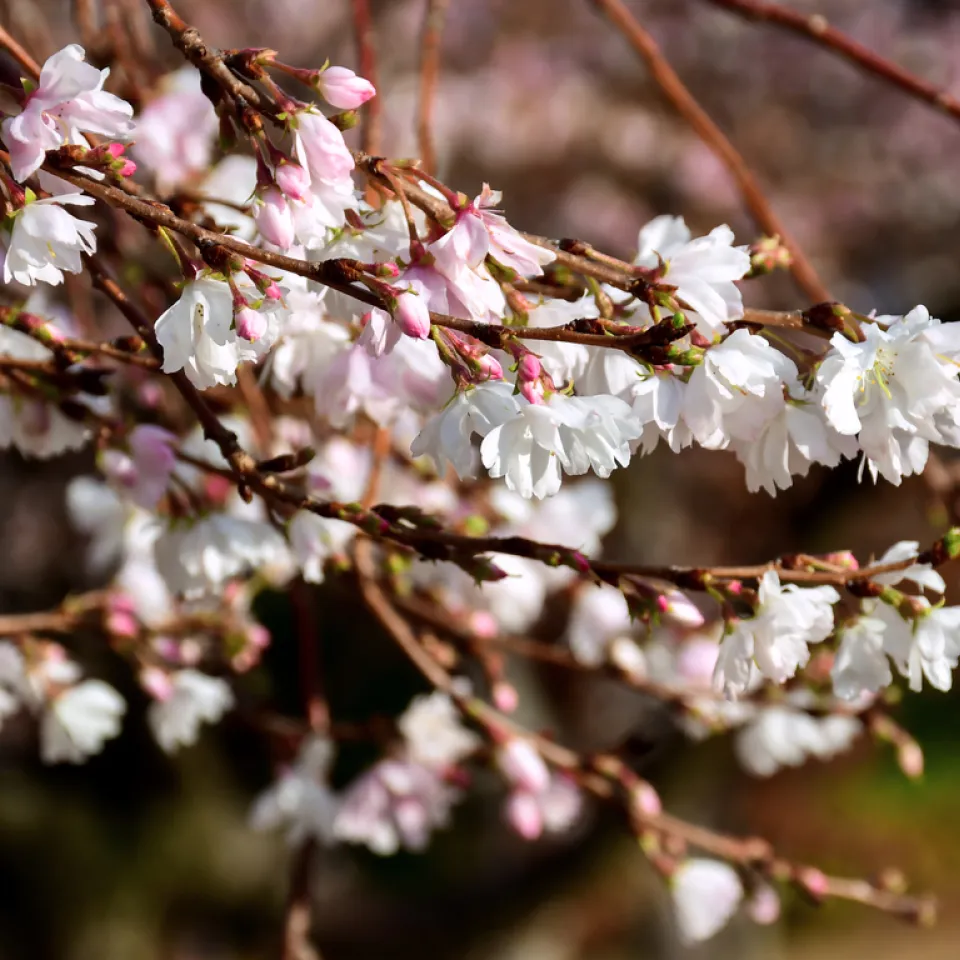 Die Winterkirsche – Winterblüher von graziler Schönheit