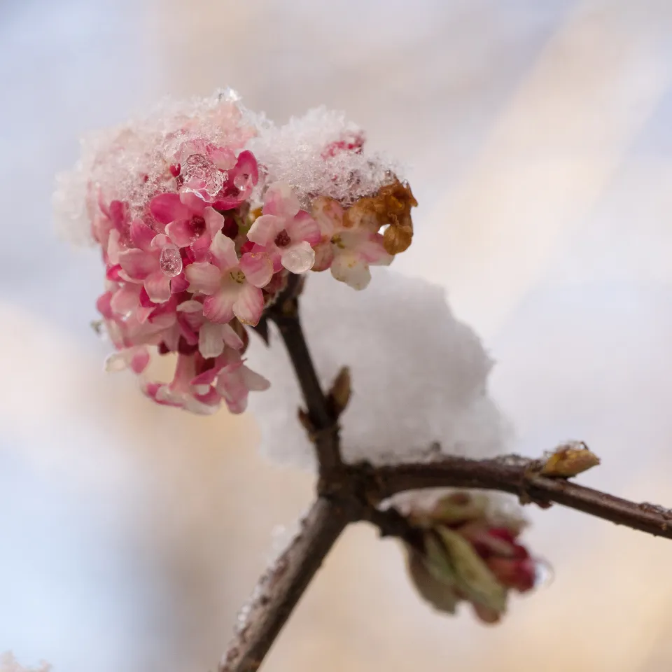 Attraktiver Winterblüher: Der Winterschneeball
